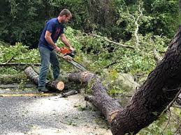 Trusted Zebulon, GA Tree Services Experts